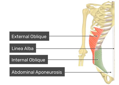 Internal Oblique Origin And Insertion | Renew Physical Therapy