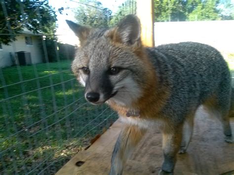 Pet gray fox : r/foxes