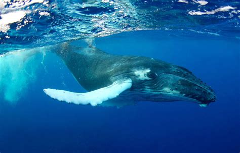 Fascinating Humpback Whale Facts