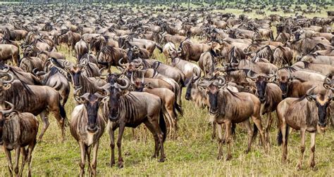 Wildebeest Migration - Mara River Crossing Safari by Sed Adventures ...