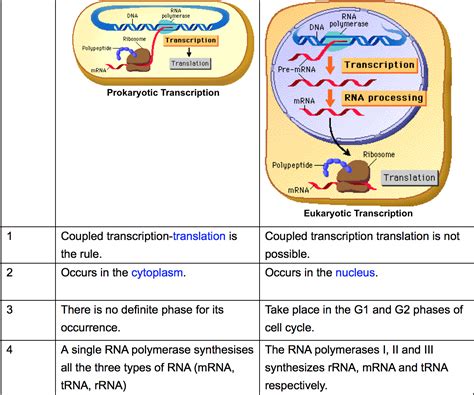 Biology Review: Transcription in eukaryotes and prokaryotes