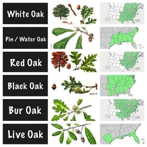 Red Oak Tree Leaf Identification Chart