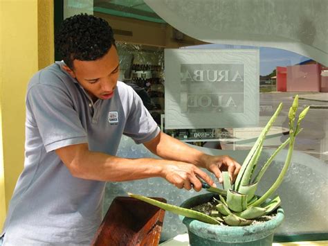 Aruba Aloe Factory, Museum & Store, Pitastraat 115, Oranjestad, Aruba