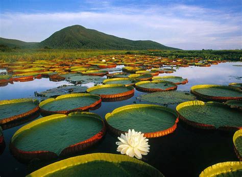 Water Lily, Pantanal Matogrossense National Park, Brazil photo on Sunsurfer