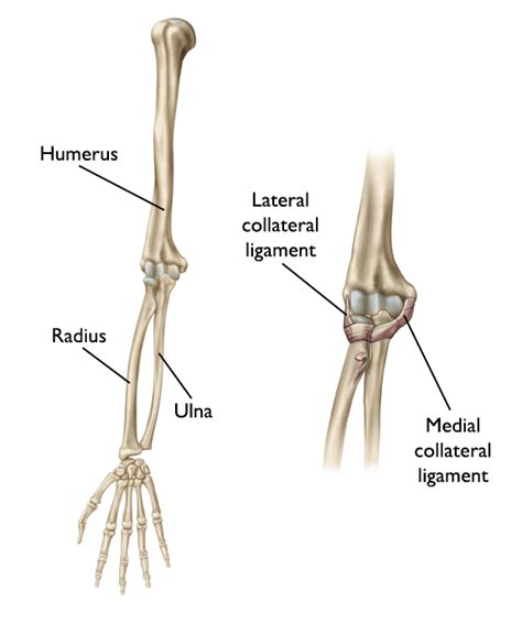 Chronic Elbow Instability - Recurrent Dislocation - OrthoInfo - AAOS