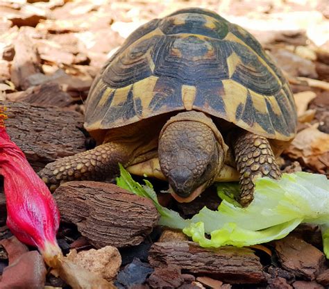 What Fruits and Vegetables Can Box Turtles Eat? - TurtleHolic