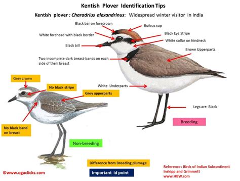 kentish-plover-details – Ogaclicks