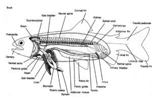 Trout Anatomy Part 2 – Epic Trout