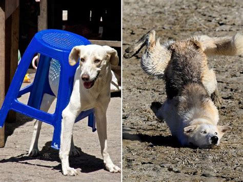 Funny Dog Fails That Will Make You Feel Bad For Laughing (16 pics)