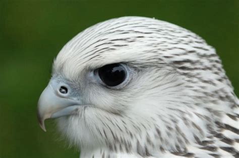 19 Surprising Facts About Gyrfalcon