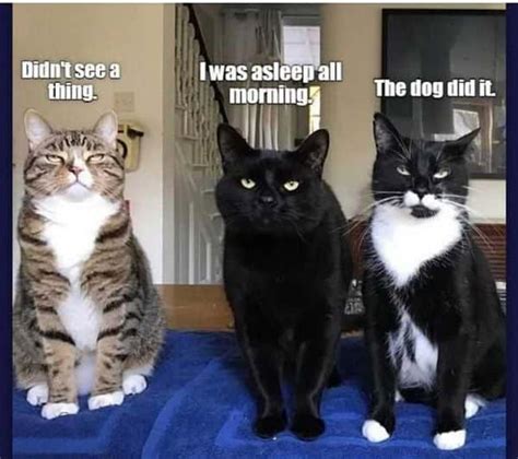 Hilarious Cat Memes to Make You Laugh Right Meow