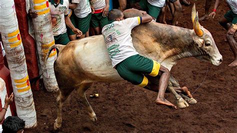 Jallikattu: Culture not Torture | IIP Mount