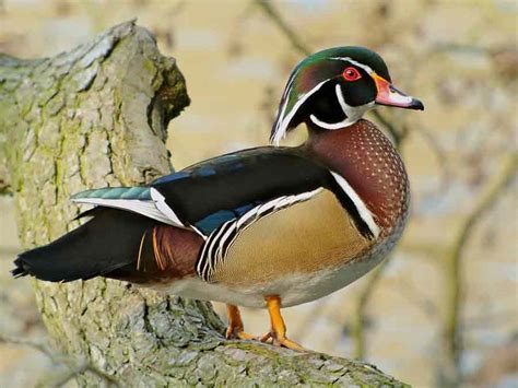 Wood Duck - Profile | Traits | Habitat | Facts | Diet | Breeding ...