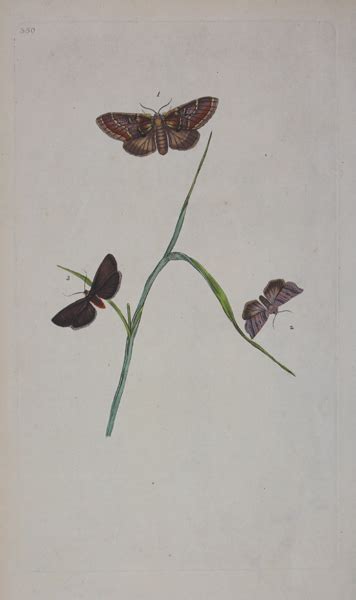 [Plate CCCL. Phalaena Dromedarius, Iron Prominent Moth] | Sanders of Oxford