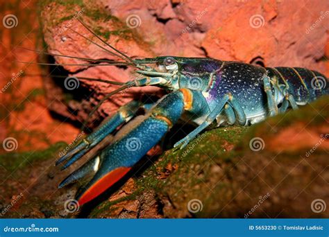 Australian Freshwater Crayfish Stock Photo - Image of freshwater, swamp ...