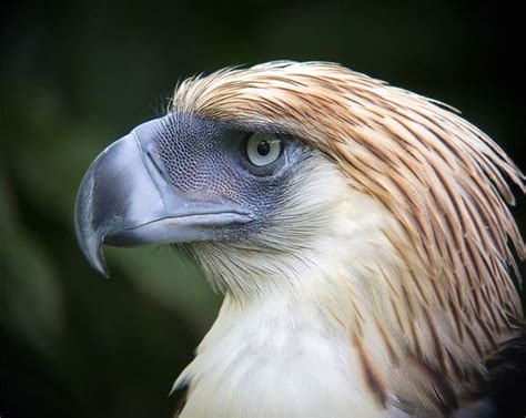 Philippine eagle – the largest eagle in the world | DinoAnimals.com