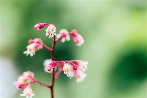 Here Are 24 Types Of Heuchera With Multiple RHS AGM Award Winners To ...