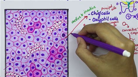 Parathyroid Gland Histology