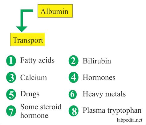 Albumin (Serum Albumin) | Labpedia.net