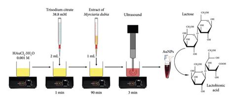 Graphic summary of the synthesis of gold nanoparticles from Myrciaria ...