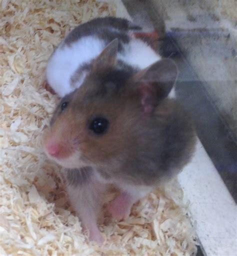 Syrian Hamster | Angell Pets - The Friendliest Pet Shop In Gloucester