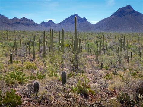 Cactus Habitat: Sonoran Desert · Environmental Art Show - Virtual Exhibit · WML Omeka S