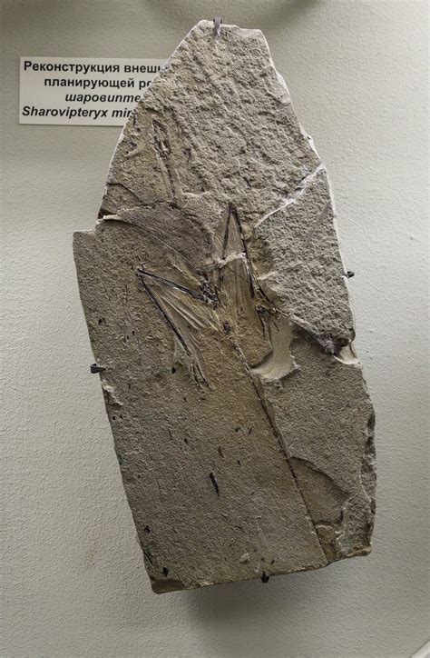 Sharovipteryx - Wikipedia