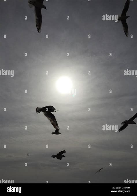 Birds flying in the bright sunny sky Stock Photo - Alamy