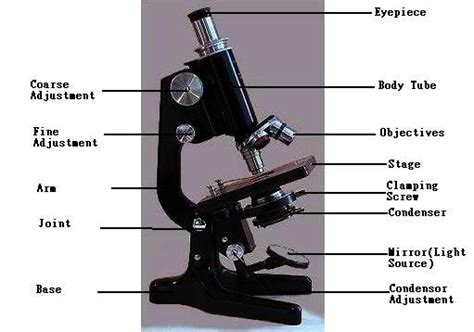 Compound Microscope- Introduction | Mirror with lights, Microscope ...