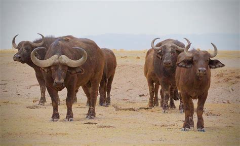 A Herd of African Buffalo Photograph by Tom Zugschwert - Fine Art America