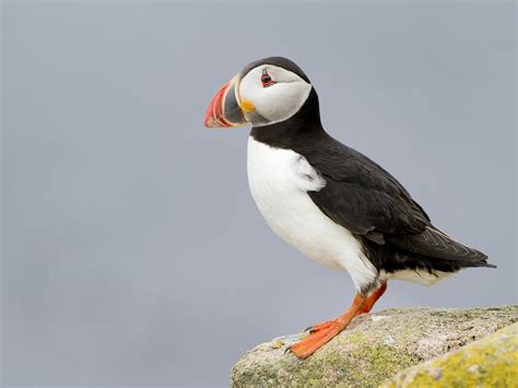 Puffin Bird Facts (Fratercula arctica) | Birdfact