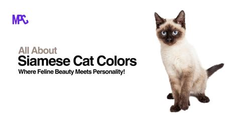 Beauty of Siamese Cat Colors: A Guide to Seal, Chocolate, Blue, and ...