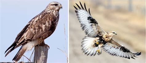 Birds of Prey in Indiana! (19 COMMON Species) - Bird Watching HQ