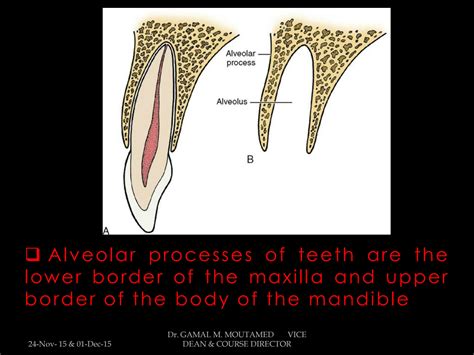 SOLUTION: 4 applied surgical anatomy alveolar processes - Studypool