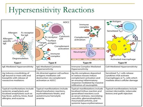 Hypersensitivity reactions lecture notes