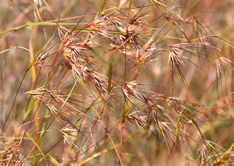 Red Grass - Grass - Africa...