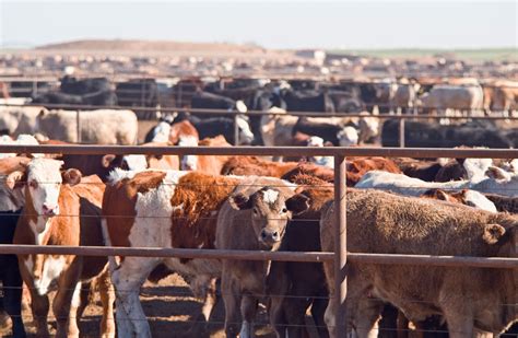 Feedlot | Description, History, Benefits, Antibiotics, Pollution, & Facts | Britannica