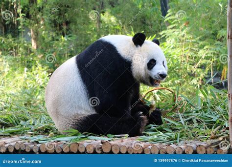 Giant Panda Bear Eating Bamboo Stock Photo - Image of habitat, nature: 139997876