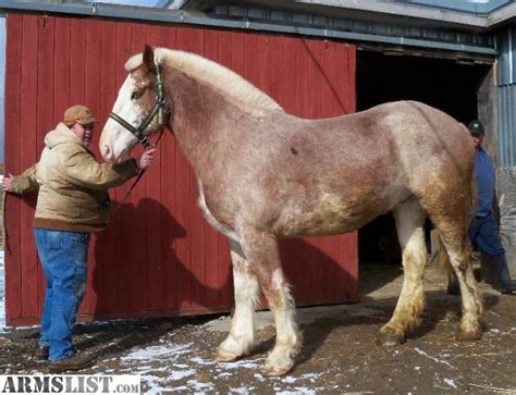 ARMSLIST - For Sale: Belgium strawberry roan, gelding