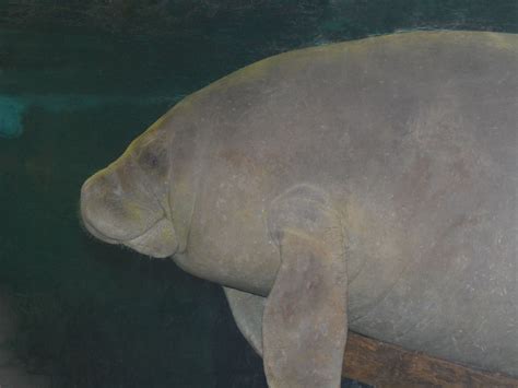 The Online Zoo - West Indian Manatee