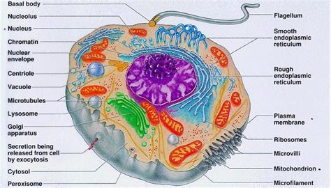 Why Do Cells Need Food? | Sciencing