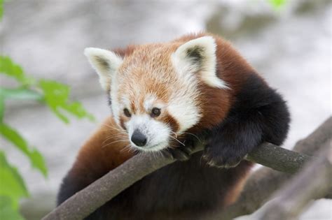 Fil:Red Panda b.jpg - Wikipedia