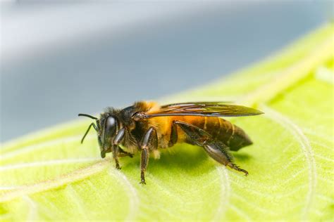 Stingless Bee Removal, Rescue Bees - Ant Pest Control Melbourne