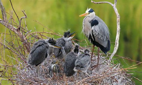 Grey Heron Pictures - AZ Animals