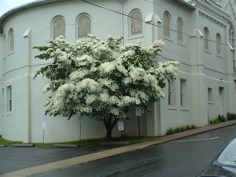 Kousa Dogwood | Cornus kousa - Revolutionary Gardens