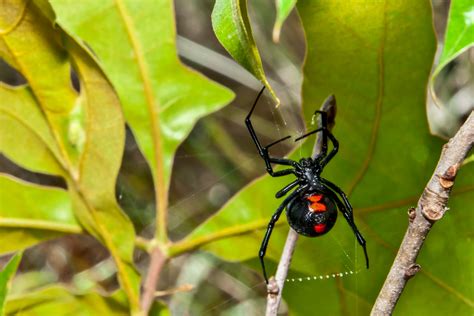 10 Most Venomous Spiders in the World - Insider Monkey