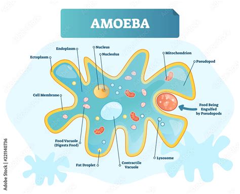 Amoeba labeled vector illustration. Single cell animal structure scheme. Stock 벡터 | Adobe Stock