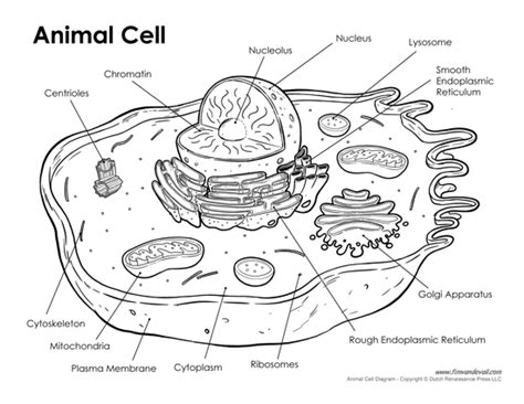 Printable Animal Cell Diagram – Labeled, Unlabeled, and Blank