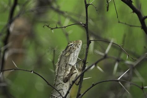 The Indian Chameleon is a Species of Chameleon or Lizard in a Barbed ...