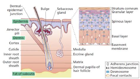 Schematic cross-section of skin with its appendages. Reprinted from [3]... | Download Scientific ...